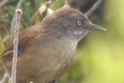 Tasmanian Scrubwren (Sericornis humilis)